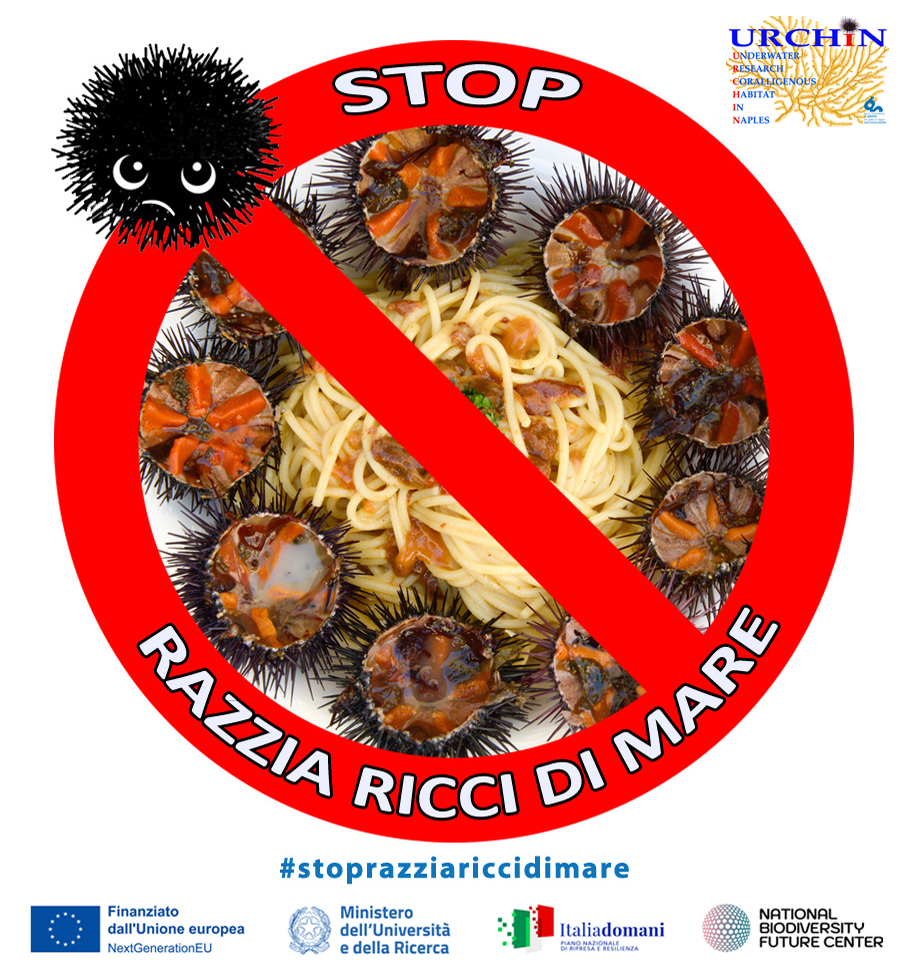 Stop razzia ricci di mare