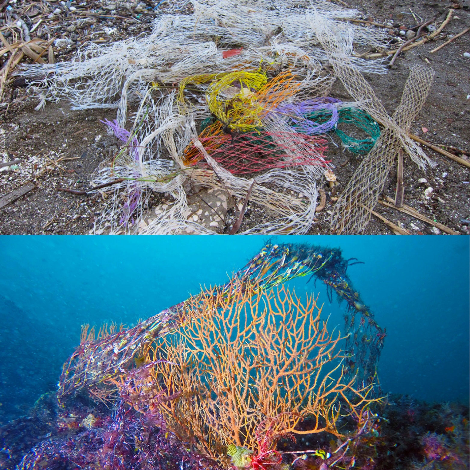 Retini da mitilicoltura (reste)